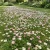 Daisy English Seeds - Bellis Perennis 2