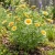Daisy Garland Non GMO Seeds - Chrysanthemum Coronarium 2