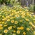 Daisy Garland Non GMO Seeds - Chrysanthemum Coronarium