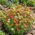 Daisy Painted Seeds - Chrysanthemum Carinatum