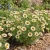 Daisy Painted Polar Star Seeds - Chrysanthemum Carinatum