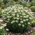 Daisy Shasta Seeds - Chrysanthemum Maximum