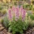 Delphinium Astolat Seeds - Delphinium Cultorum