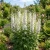 Delphinium Galahad Seeds - Delphinium Cultorum