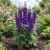 Delphinium King Arthur Seeds - Delphinium Cultorum