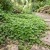 Dichondra Seeds - Dichondra Repens