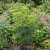 Dill Bouquet Seeds - Anethum Graveolens