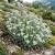 Edelweiss Non GMO Seeds - Leontopodium Alpinum 2