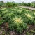 Endive Salad King Seeds - Cichorium Endivia