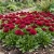 English Daisy Red Seeds - Bellis Perennis Super Enorma