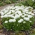 English Daisy White Seeds - Bellis Perennis Super Enorma