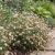 Erigeron Profusion Seeds - Erigeron Karvinskianus
