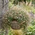 Erigeron Profusion Seeds - Erigeron Karvinskianus 3