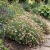 Erigeron Profusion Seeds - Erigeron Karvinskianus 6