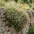 Erigeron Profusion Seeds - Erigeron Karvinskianus 4