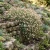 Erigeron Profusion Seeds - Erigeron Karvinskianus 2