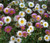 Erigeron Profusion Seeds - Erigeron Karvinskianus