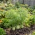 Fennel Florence Non GMO Seeds - Anise Foeniculum Vulgare
