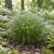 Fiber Optic Grass Seeds - Isolepis Cernua
