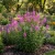 Fireweed Non GMO Seeds - Epilobium Angustifolium