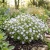 Five Spot Seeds - Nemophila Maculata