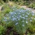 Flax Blue Perennial Non GMO Seeds - Linum Perenne