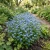 Forget Me Not Seeds - Myosotis Sylvatica