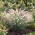 Fountain Grass Oriental Seeds - Pennisetum Orientale