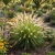 Fountain Grass Seeds - Pennisetum Alopecuroides