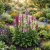 Foxglove Excelsior Mix Seeds - Digitalis Purpurea