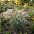 Foxtail Barley Seeds - Hordeum Jubatum 2