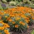 Gazania Garden Leader Orange Seeds - Gazania Rigens