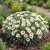Gazania Garden Leader White Seeds - Gazania Rigens
