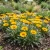 Gazania Garden Leader Yellow Seeds - Gazania Rigens