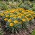 Gazania Kiss Golden Yellow Seeds - Gazania Rigens