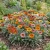 Gazania Logro Striped Mix Seeds - Gazania Rigens