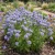 Globe Gilia Seeds - Gilia Capitata