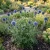 Globe Thistle Blue Seeds - Echinops Ritro