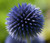 Globe Thistle Blue Seeds - Echinops Ritro 2