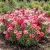 Godetia Dwarf Farewell to Spring Seeds - Clarkia Amoena