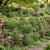 Green Carpet Seeds - Rupturewort Herniaria Glabra 2