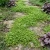 Green Carpet Seeds - Rupturewort Herniaria Glabra