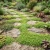 Green Carpet Seeds - Rupturewort Herniaria Glabra 4