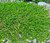 Green Carpet Seeds - Rupturewort Herniaria Glabra
