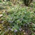 Ground Ivy Seeds - Glechoma Hederacea 2