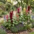 Hollyhock Chater’s Double Mix Seeds - Alcea Rosea