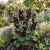Hollyhock Nigra Seeds - Alcea Rosea