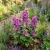 Hollyhock Queeny Purple Seeds - Alcea Rosea