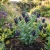 Honeywort Seeds - Cerinthe Major Purpurascens