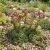 Houseleek Seeds - Sempervivum Hybridum